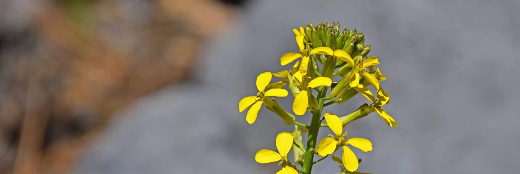 Spreading Wallflower | Bonanza Peak from Cold Creek | Mt. Charleston Wilderness | Spring Mountains, Nevada