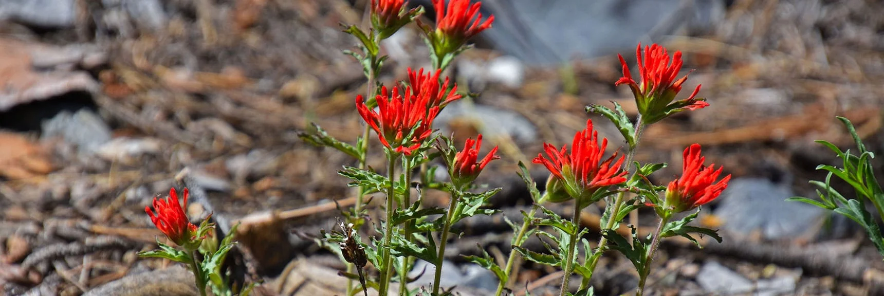 Desert Paintbrush | Bonanza Peak from Cold Creek | Mt. Charleston Wilderness | Spring Mountains, Nevada