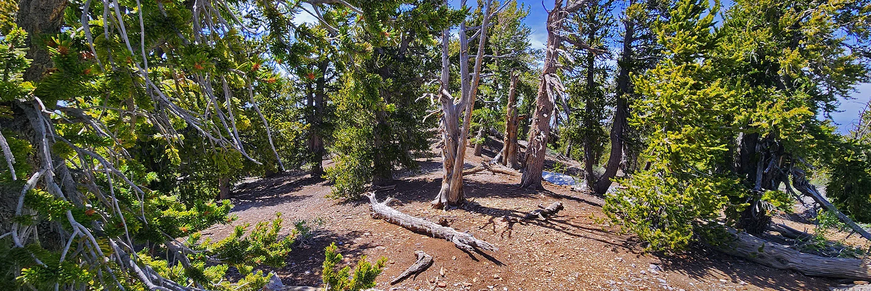 Pass Through Bristlecones on Summit Ridgeline. | Bonanza Peak from Cold Creek | Mt. Charleston Wilderness | Spring Mountains, Nevada