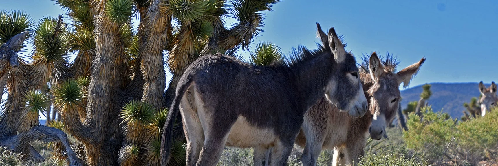 Wild Burros Whose Ancestors Were Abandoned by Miners | Bonanza Peak from Cold Creek | Mt. Charleston Wilderness | Spring Mountains, Nevada