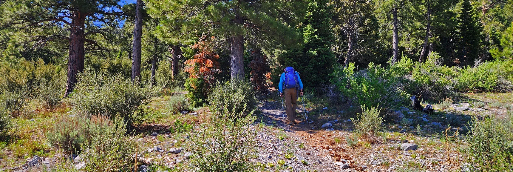 Entering the Forest from the North Bonanza Trailhead. | Bonanza Peak from Cold Creek | Mt. Charleston Wilderness | Spring Mountains, Nevada