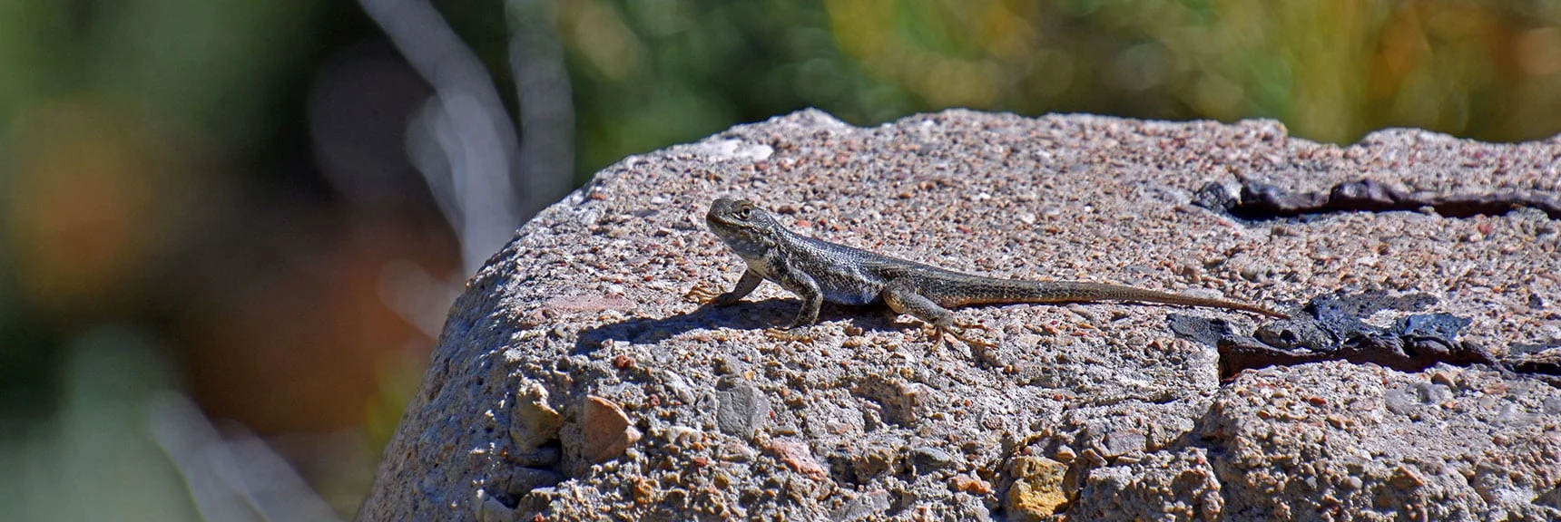 Western Side-Blotched Lizard, Most Common Desert Reptile in Area | Bonanza Peak from Cold Creek | Mt. Charleston Wilderness | Spring Mountains, Nevada