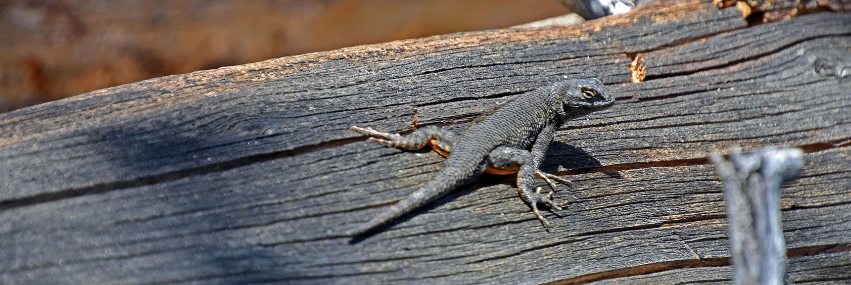Western Side-Blotched Lizard | Bonanza Peak from Cold Creek | Mt. Charleston Wilderness | Spring Mountains, Nevada