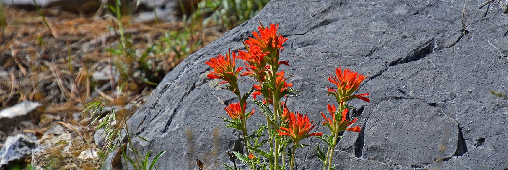 Desert Paintbrush Springing from Limestone | Bonanza Peak from Cold Creek | Mt. Charleston Wilderness | Spring Mountains, Nevada