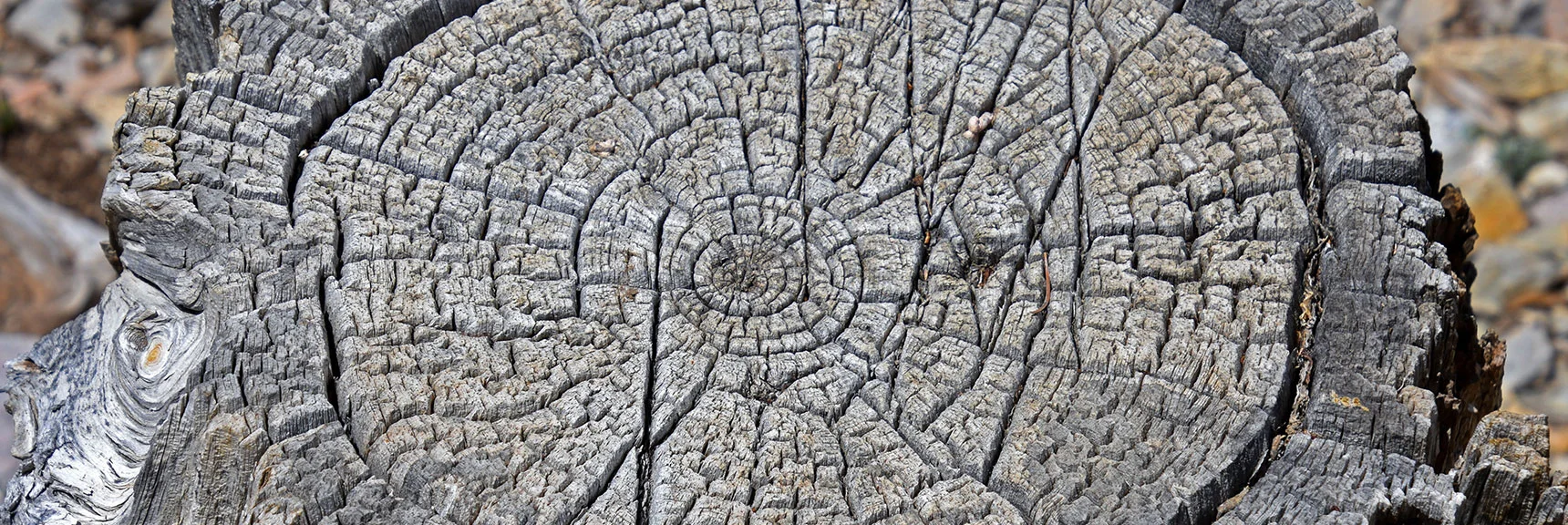 Count the Rings on This Ancient Bristlecone | Bonanza Peak from Cold Creek | Mt. Charleston Wilderness | Spring Mountains, Nevada