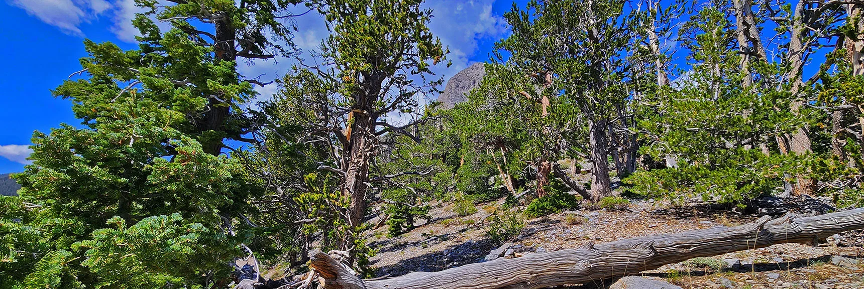 Stay on the Ridgeline, Continue Toward Mummy's Nose. Easy, Open Navigation. | Mummy Mountain’s Nose from Deer Creek Rd | Mt. Charleston Wilderness, Nevada