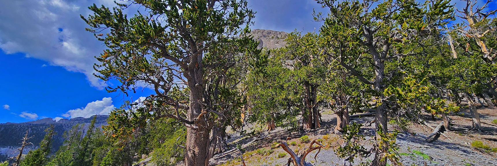 This Ridge Continues to Be an Excellent Guide with Non-Stop Mountaintop Views | Mummy Mountain’s Nose from Deer Creek Rd | Mt. Charleston Wilderness, Nevada