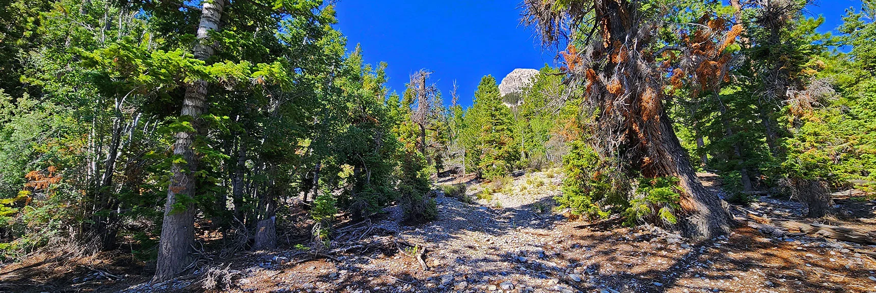 Mummy's Nose Cliffs Will Be Visible During Most of the Approach | Mummy Mountain’s Nose from Deer Creek Rd | Mt. Charleston Wilderness, Nevada