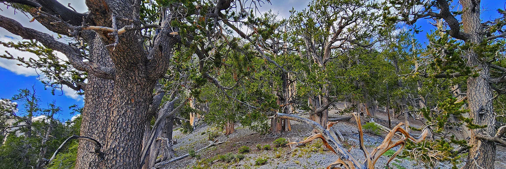 Notice You've Ascended into a Beautiful Ancient Bristlecone Pine Forest! | Mummy Mountain’s Nose from Deer Creek Rd | Mt. Charleston Wilderness, Nevada