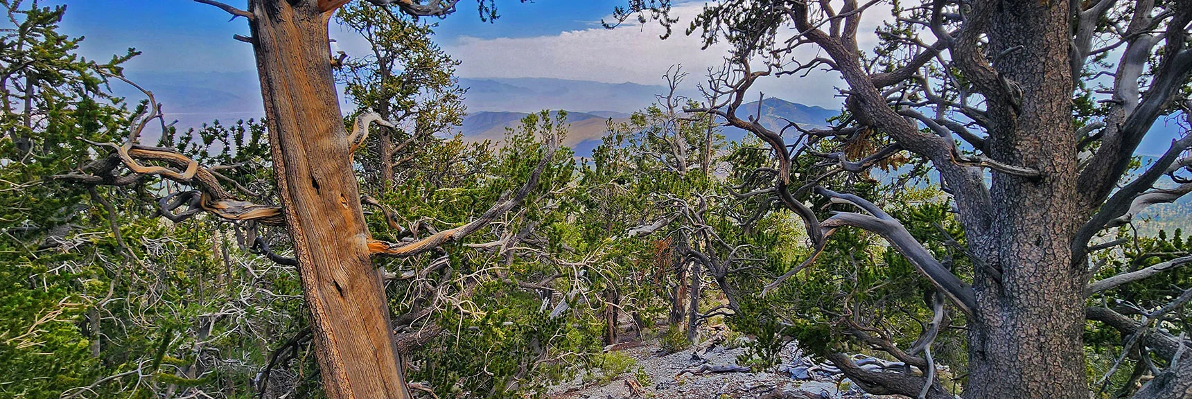 View Down Toward Angel Peak. Deceptive Adjoining Ridges Will Entice You in That Direction on Return | Mummy Mountain’s Nose from Deer Creek Rd | Mt. Charleston Wilderness, Nevada