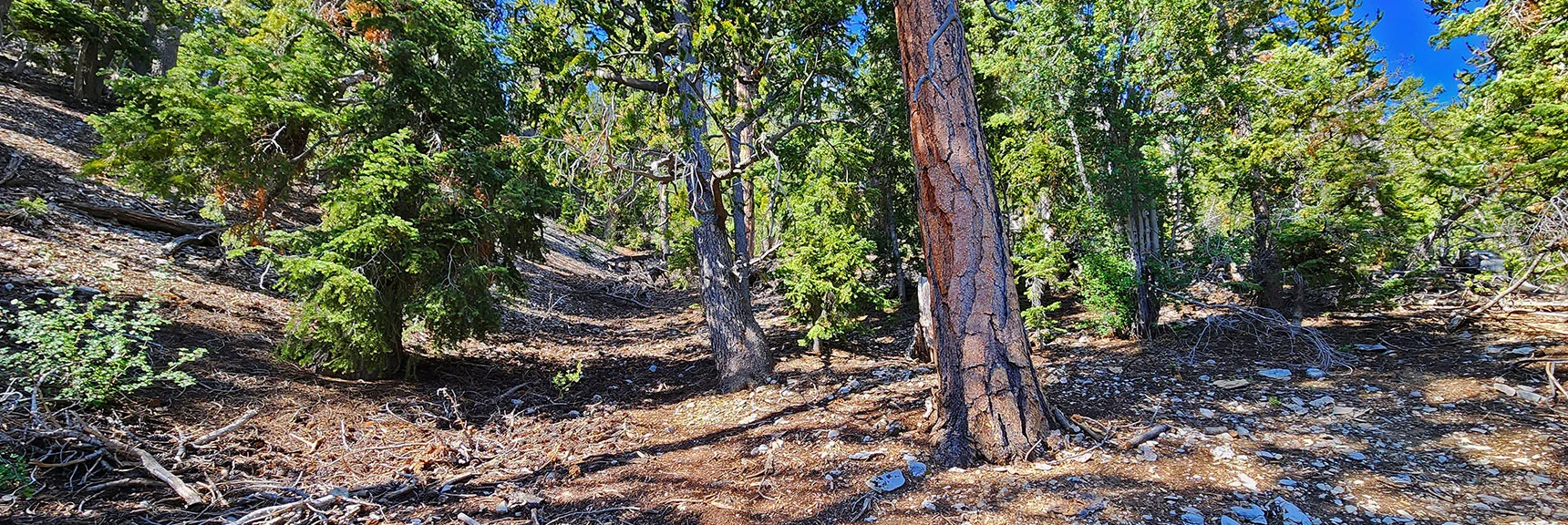 As the Road and Trail End, Angle Up to the Summit of the Ridge to your Left | Mummy Mountain’s Nose from Deer Creek Rd | Mt. Charleston Wilderness, Nevada