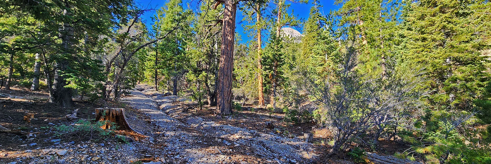As the Road Continues, Aim for the Left Side of Mummy's Nose Cliffs | Mummy Mountain’s Nose from Deer Creek Rd | Mt. Charleston Wilderness, Nevada