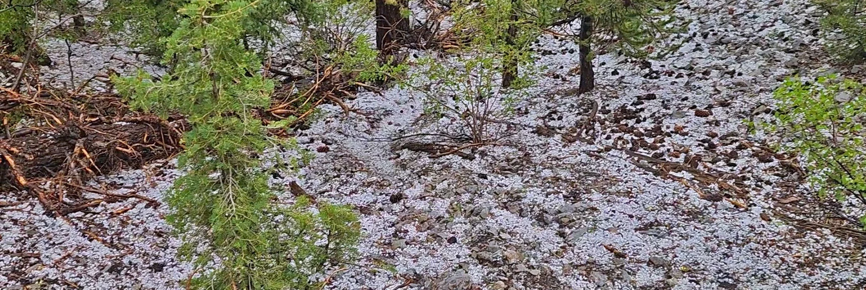 Eventually the Ground is Blanketed White. But the Blanket Reveals a Hidden Descent Trail! | Mummy Mountain’s Nose from Deer Creek Rd | Mt. Charleston Wilderness, Nevada