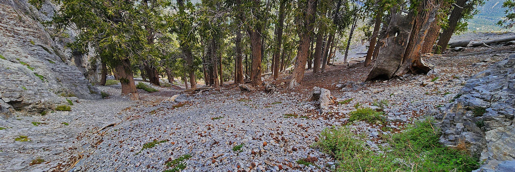 Terrain Below the Access Gully is Another Approach. Views Not So Great as the Ridge Approach. | Mummy Mountain’s Nose from Deer Creek Rd | Mt. Charleston Wilderness, Nevada