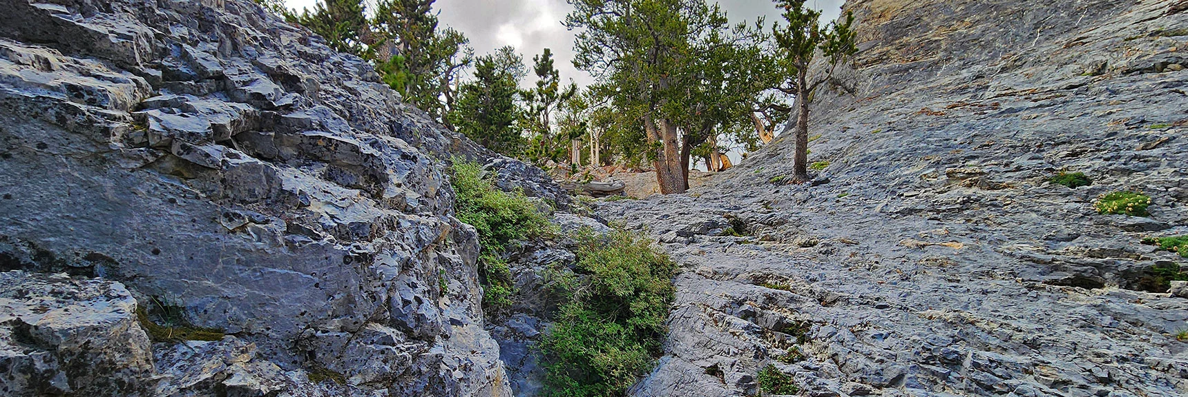 And Here's What Looks Like a Gradual Summit Approach. Will Return to Explore! | Mummy Mountain’s Nose from Deer Creek Rd | Mt. Charleston Wilderness, Nevada