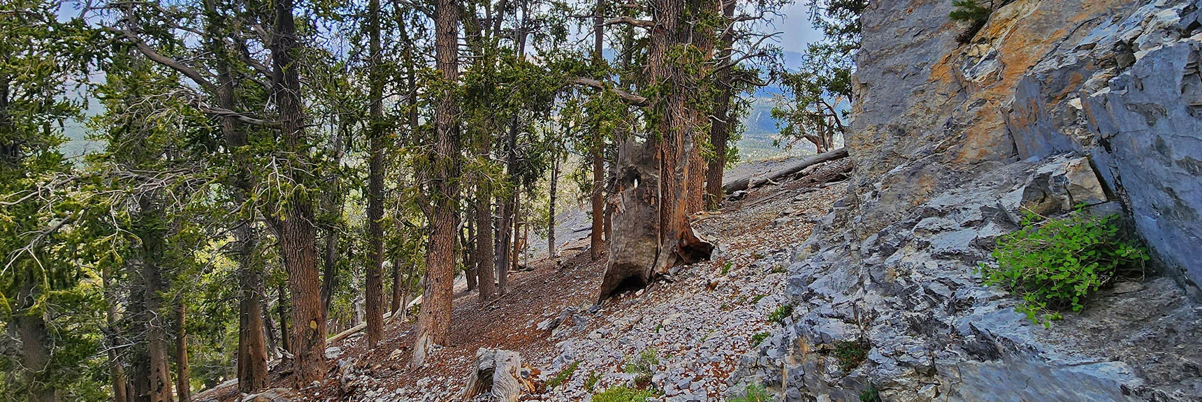 Arrival at the Base of Mummy's Nose Cliffs. Now Terrain Gets Very Steep! | Mummy Mountain’s Nose from Deer Creek Rd | Mt. Charleston Wilderness, Nevada