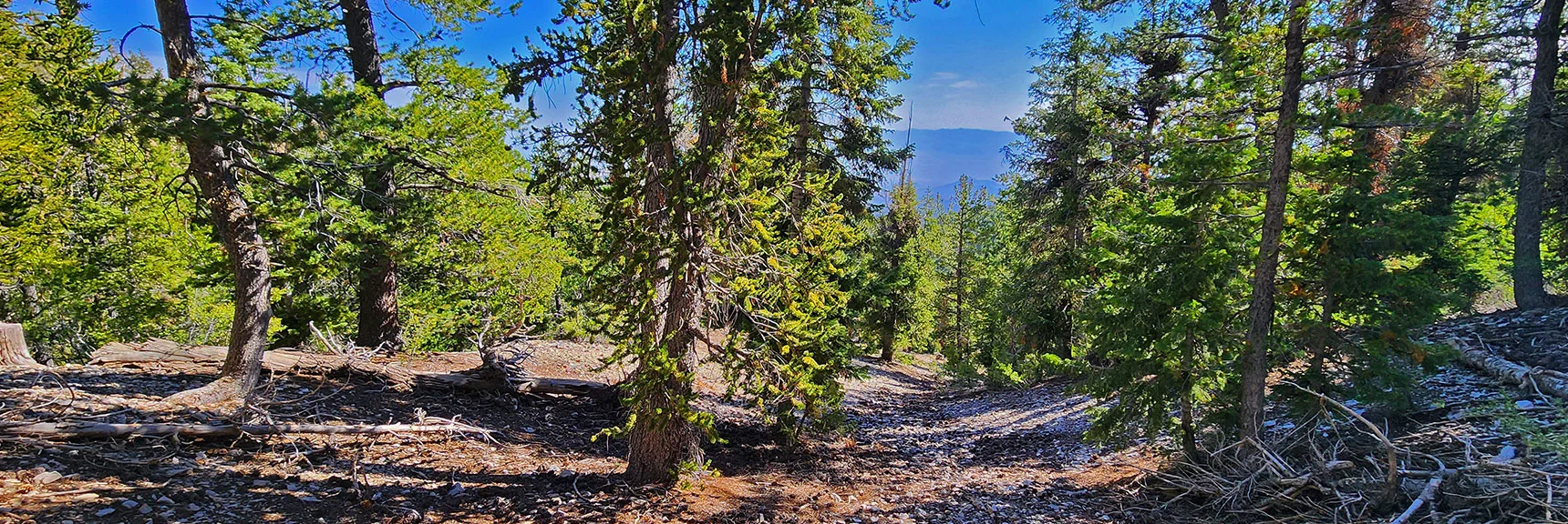 Notice the Distant Sheep Range Behind as Your Reference Point During the Return. | Mummy Mountain’s Nose from Deer Creek Rd | Mt. Charleston Wilderness, Nevada