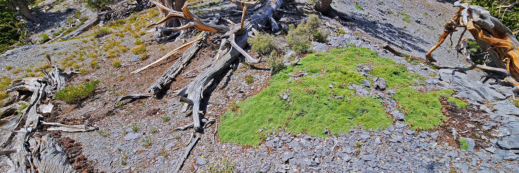 Low Ground Cover on High Elevation Limestone. Closest Match Liareta (Azorella compacta) | Mummy Mountain’s Nose from Deer Creek Rd | Mt. Charleston Wilderness, Nevada