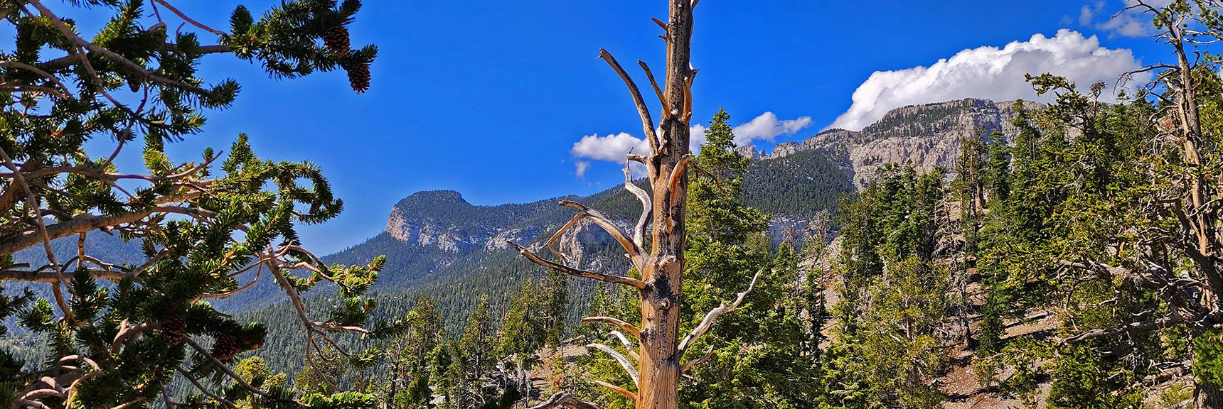 Now Mummy Mt. Summit in View. | Mummy Mountain’s Nose from Deer Creek Rd | Mt. Charleston Wilderness, Nevada