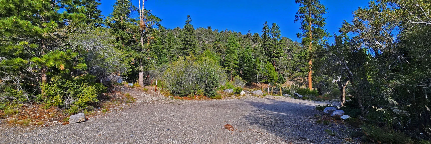 Immediately There Are Many Branching Roads/Trails. Stay to Your Left. | Mummy Mountain’s Nose from Deer Creek Rd | Mt. Charleston Wilderness, Nevada