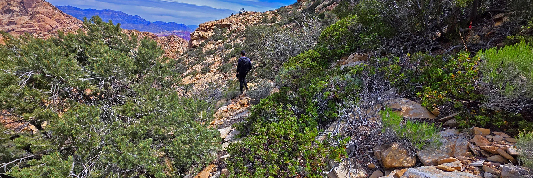 Weave Through Brush to Reach Plateau Ahead. | Monument Peak Summit | Rainbow Mountain Wilderness, Nevada