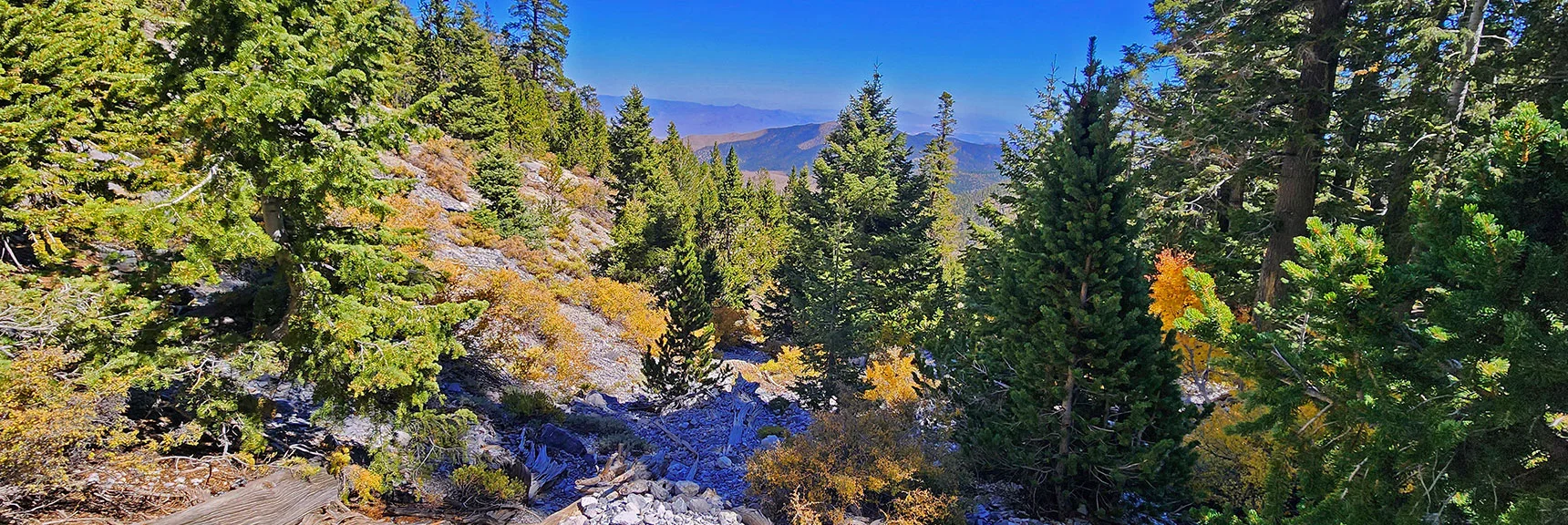 Descend Gully Today to Explore Lower Connections for Future Routes | Mummy Mountain Forehead Summit Approach Gully | Mt Charleston Wilderness, Nevada