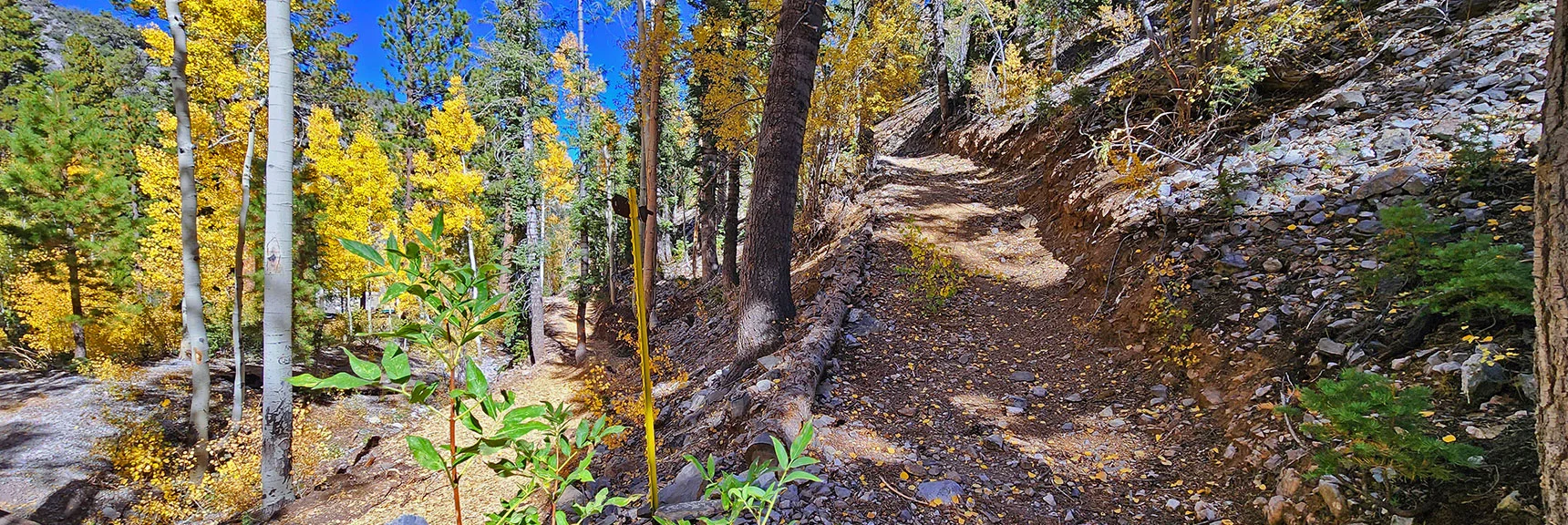 At Upper Camp Stimpson Find a Nice Trail Along Each Bordering Ridge | Mummy Mountain Forehead Summit Approach Gully | Mt Charleston Wilderness, Nevada