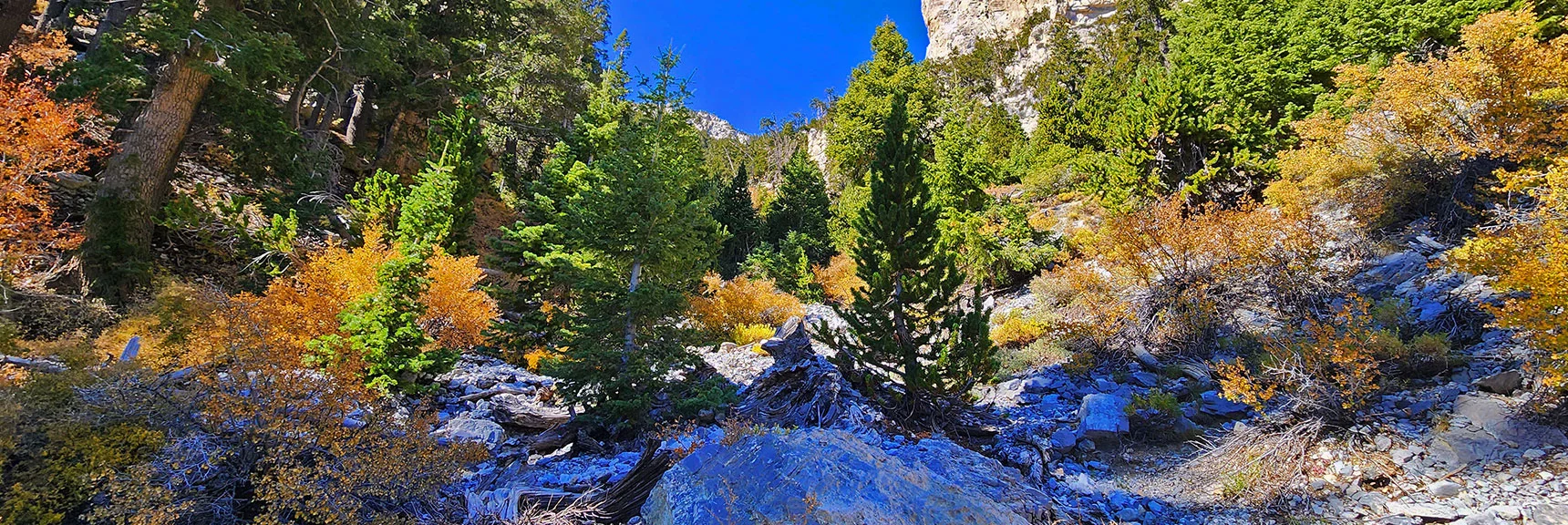 Beginning to Ascend Summit Approach Gully. Thick Vegetation Just Ahead. | Mummy Mountain Forehead Summit Approach Gully | Mt Charleston Wilderness, Nevada