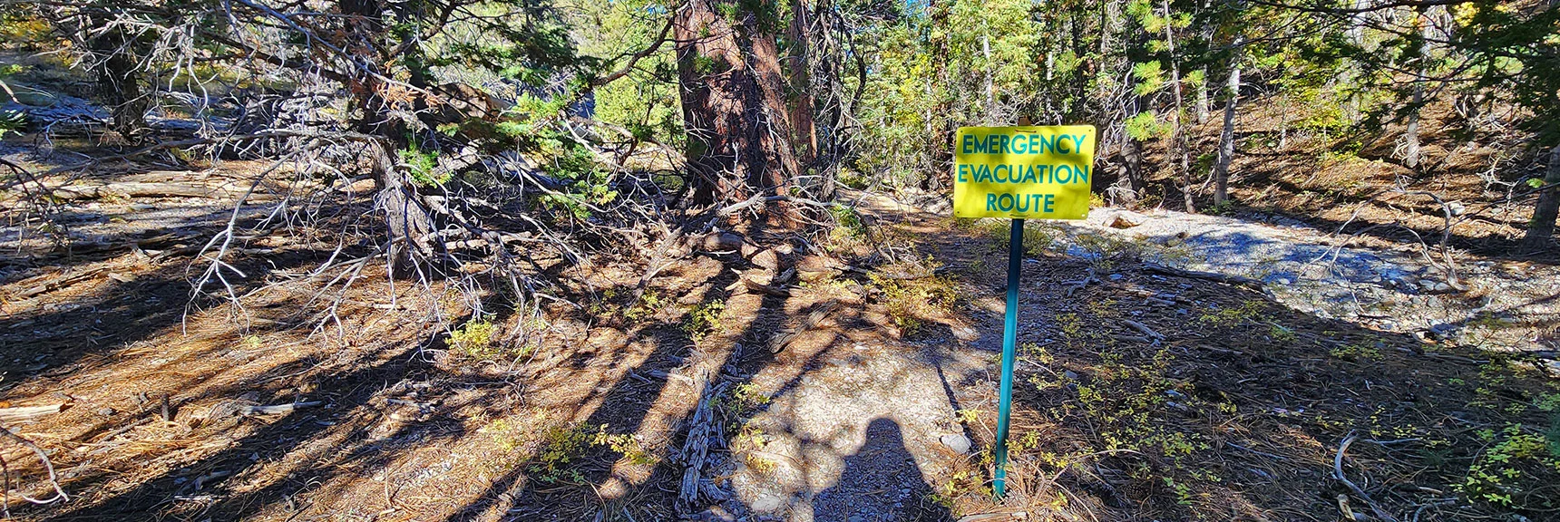 Near Deer Creek Rd. Happened Upon a Search & Rescue Evacuation Route | Mummy Mountain Forehead Summit Approach Gully | Mt Charleston Wilderness, Nevada