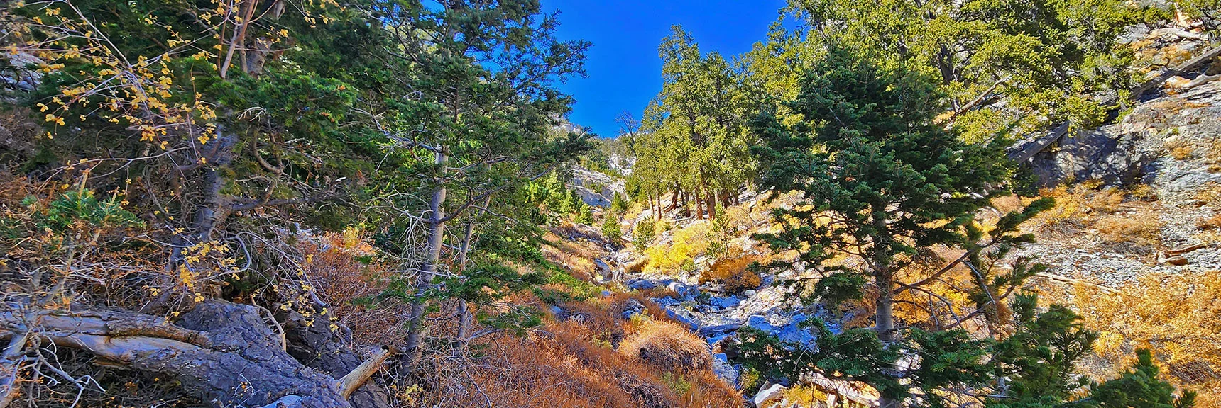 Brief Bypass to the Left Near Beginning | Mummy Mountain Forehead Summit Approach Gully | Mt Charleston Wilderness, Nevada