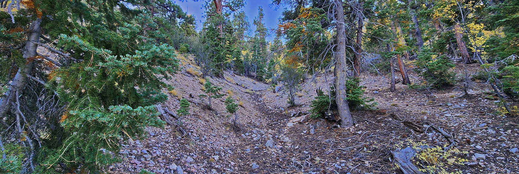 Watch for a Nice, Gradual Ascent Gully to the Eastern Ridgeline | Mummy Mountain Forehead Summit Approach Gully | Mt Charleston Wilderness, Nevada