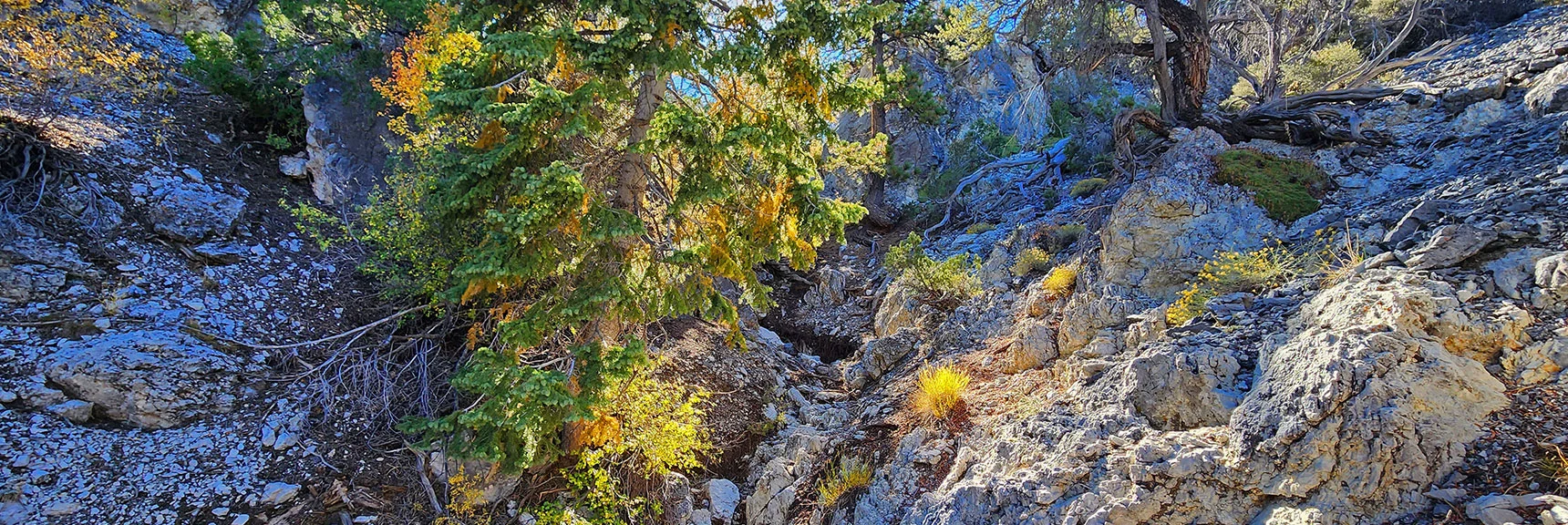Some of the Gullies Are Narrow with Limestone Rock Scrambles | Mummy Mountain Forehead Summit Approach Gully | Mt Charleston Wilderness, Nevada