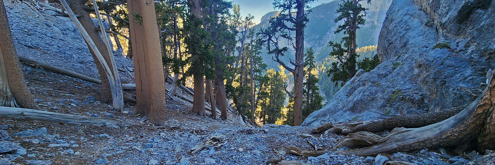 A 400ft Too Early Turn Out of Gully Brings Me Up to Lee Canyon Saddle. | Mummy's Chin Summit Ridge Loop | Mt. Charleston Wilderness, Nevada