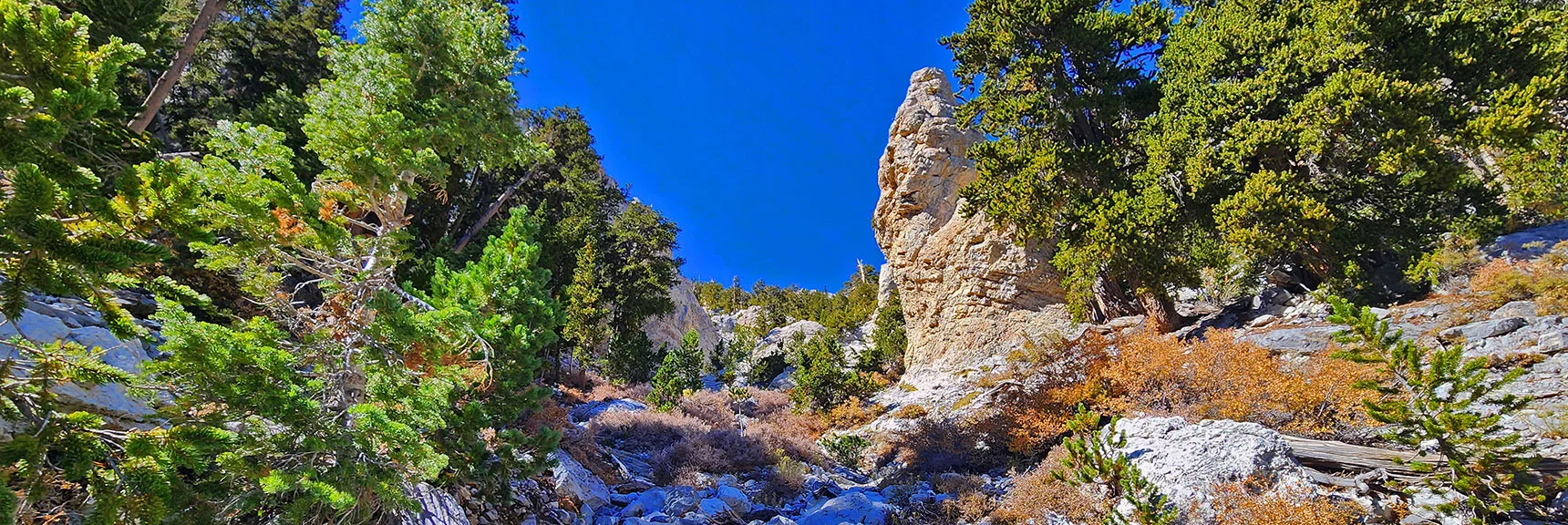 Re-Enter Gully Above Dry Fall Barrier. You'll Pass This Beautiful Pillar. | Mummy's Chin Summit Ridge Loop | Mt. Charleston Wilderness, Nevada