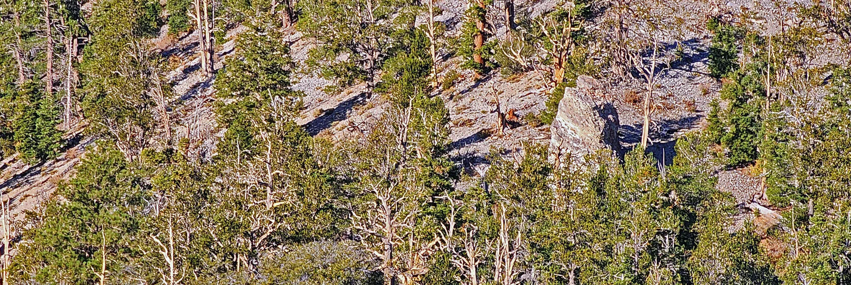 Ascend 200ft Beyond Limestone Pillar to 9,400ft Elevation. | Mummy's Chin Summit Ridge Loop | Mt. Charleston Wilderness, Nevada