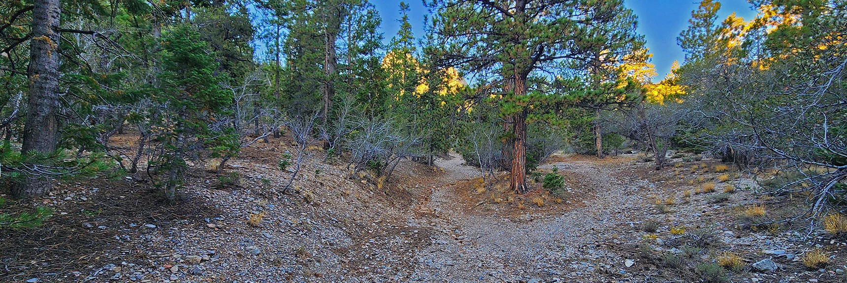 Hug Base of East (Left) Ridge. When Road Splits Angle Up Slope to Gully | Mummy's Chin Summit Ridge Loop | Mt. Charleston Wilderness, Nevada