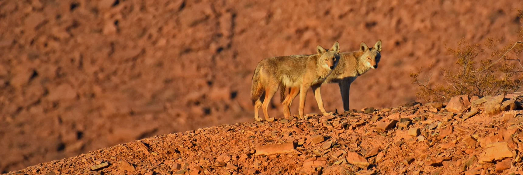 Coyotes Large as German Shephards. "Join Us for Breakfast" | Lake Las Vegas Western Ridgelines | Bordering Lake Mead National Conservation Area, Nevada