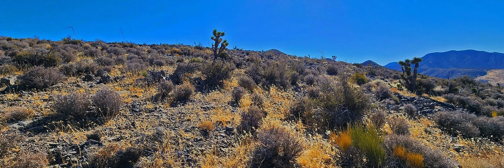 Approaching Ridgeline North Summit Area. True Summit on South End. | Harris Springs Canyon Ridgeline | La Madre Mountains Wilderness, Nevada