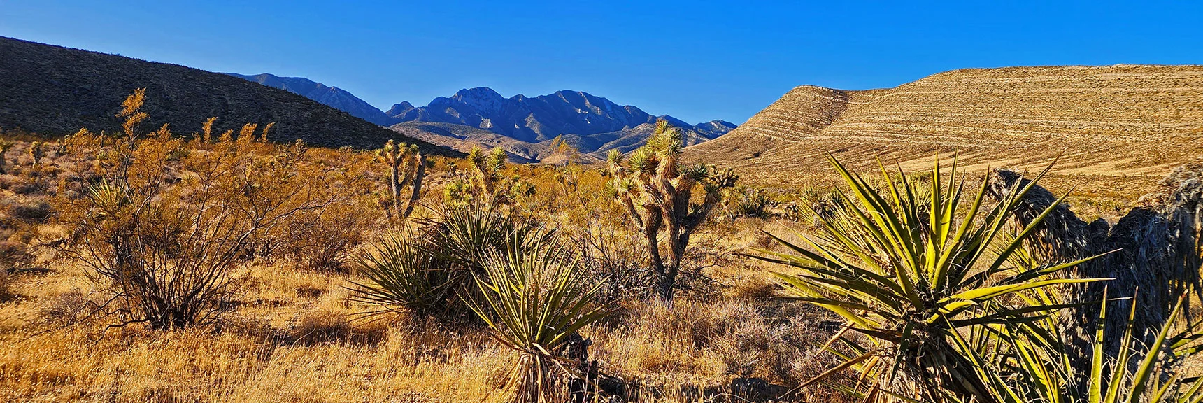 Opposite Direction View Up Same Wash Toward La Madre Mt. High Points. | Harris Springs Canyon Ridgeline | La Madre Mountains Wilderness, Nevada