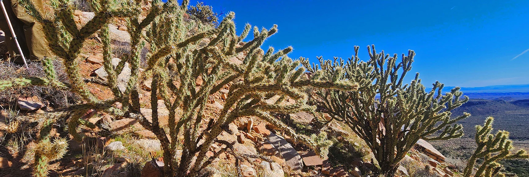 Many Chola Cacti. Keep Your Distance. Each Thorn is Barbed! | Hollow Rock & South Peaks Loop | Rainbow Mts. Wilderness, Nevada