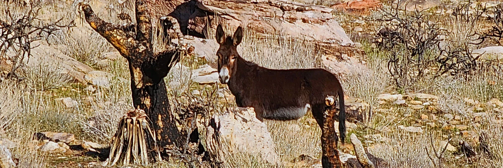 Many Burros at the Base of the Peaks Throughout the Day | Hollow Rock & South Peaks Loop | Rainbow Mts. Wilderness, Nevada