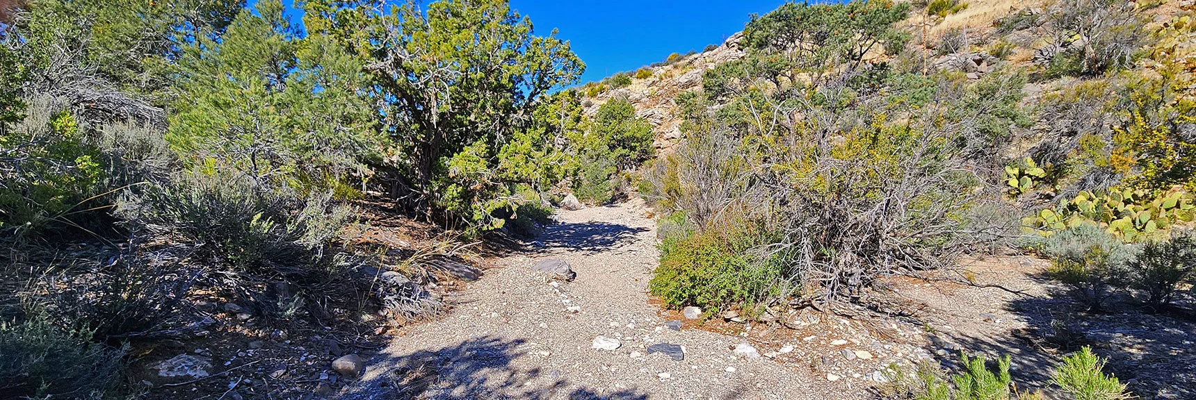Wash Continues as Terrain Becomes Forested with Pine & Juniper | Indecision Peak Summit | Rainbow Mountain Wilderness, Nevada