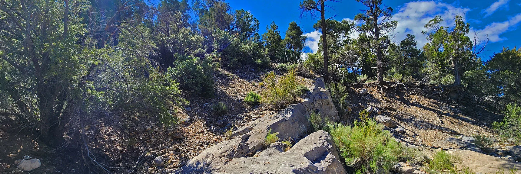 Ascend Left Side of Wash onto Base of El Bastardo Approach Ridge | El Bastardo Peak | La Madre Mountains Wilderness, Nevada