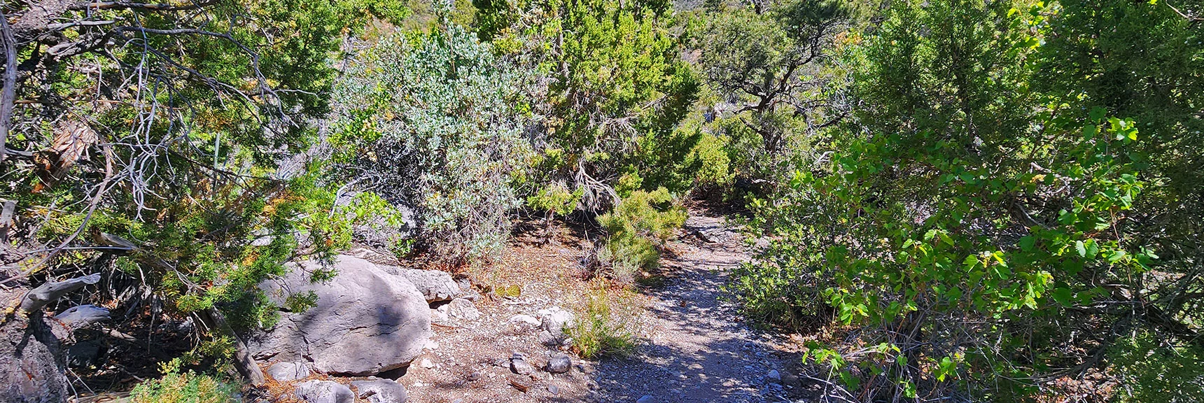 Trail Soon Dramatically Narrows As You Ascend La Madre Springs Gully. | La Madre Springs West Ridge Loop | La Madre Mountains Wilderness, Nevada