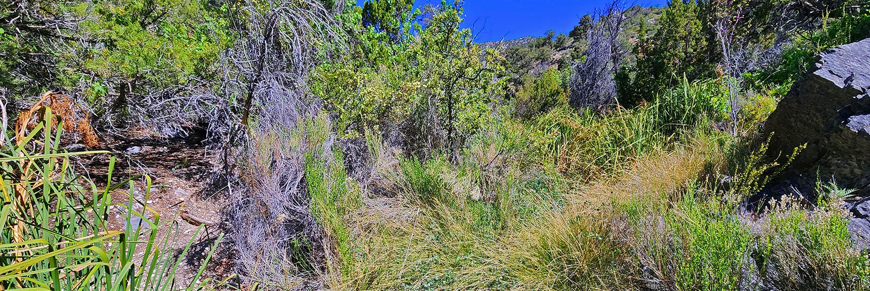 On This Day and Often Trail Disappears in a Tangle of Brush and Reeds. | La Madre Springs West Ridge Loop | La Madre Mountains Wilderness, Nevada