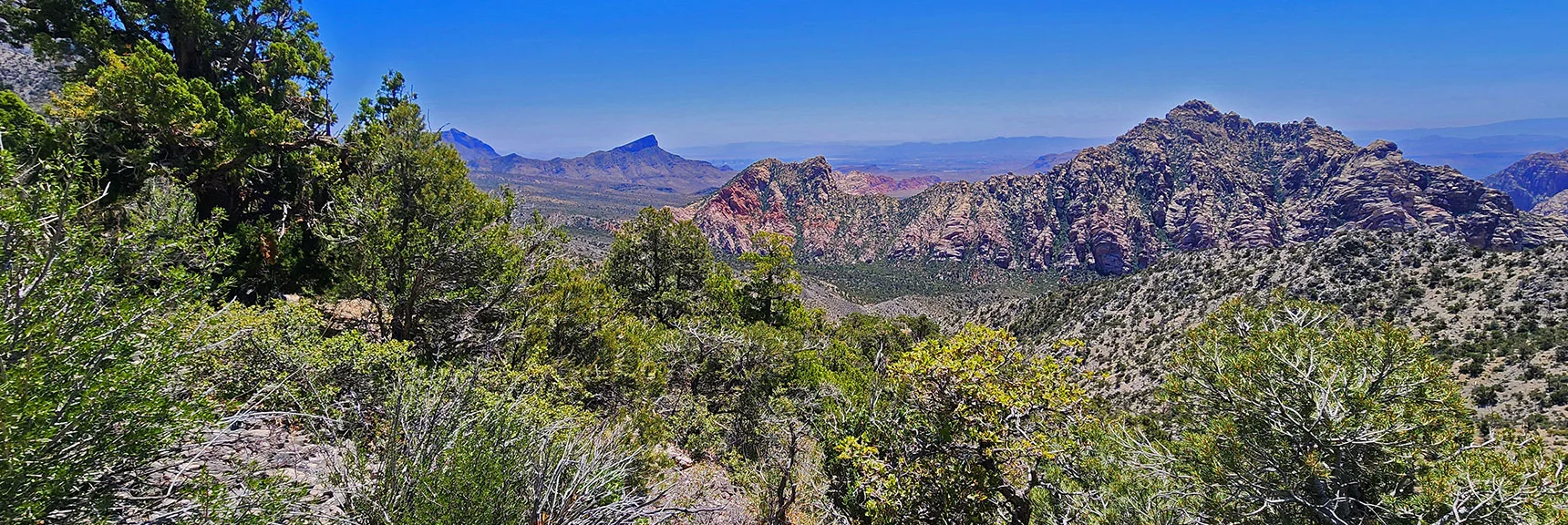 Pass Through a Beautiful Pine and Juniper Forest Along Base of Upper Cliffs. | La Madre Springs West Ridge Loop | La Madre Mountains Wilderness, Nevada
