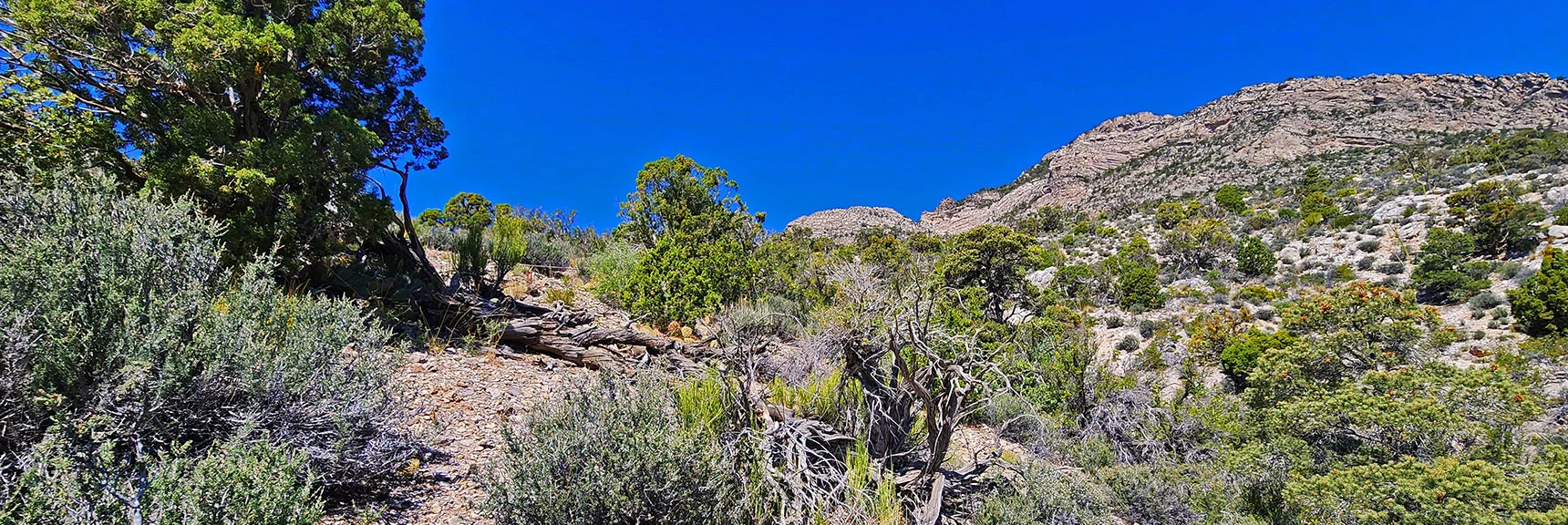 Escape Brush-Clogged Gully. Ascend Ridge to the Left (West) Toward the Upper Cliffs. | La Madre Springs West Ridge Loop | La Madre Mountains Wilderness, Nevada