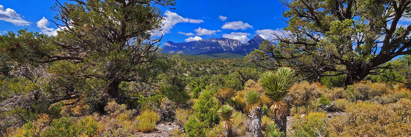 Experience Cactus to Pinyon Pine Altitude Zones in One Hike! | Pinyon Pine Loop Trail | Lee Canyon | Mt. Charleston Wilderness | Spring Mountains, Nevada