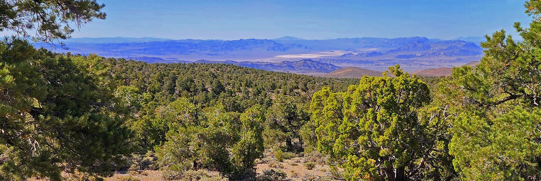 Experience Cactus to Pinyon Pine Altitude Zones in One Hike! | Pinyon Pine Loop Trail | Lee Canyon | Mt. Charleston Wilderness | Spring Mountains, Nevada