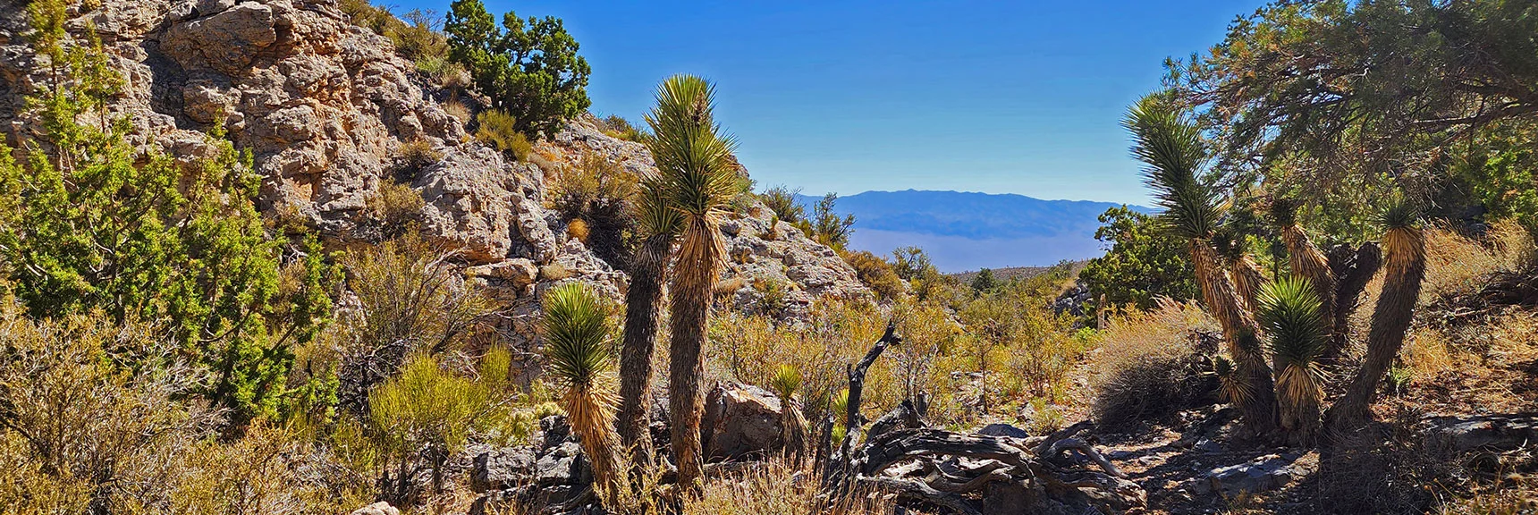 Experience Cactus to Pinyon Pine Altitude Zones in One Hike! | Pinyon Pine Loop Trail | Lee Canyon | Mt. Charleston Wilderness | Spring Mountains, Nevada